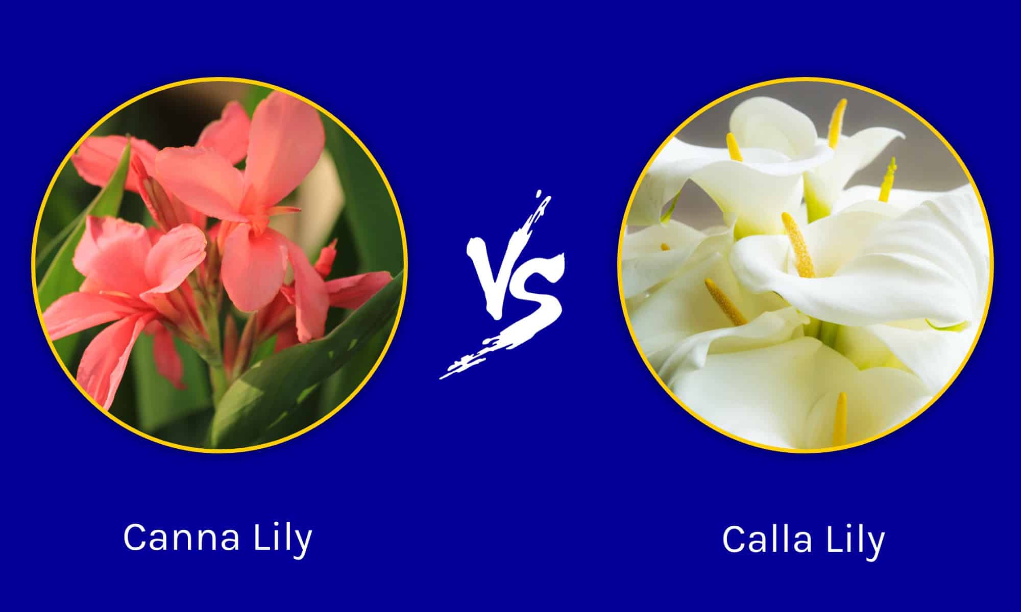 Canna Lily vs Calla Lily: quali sono le differenze?