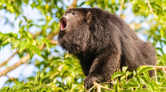 Slowest Animals: Three-Toed Sloth