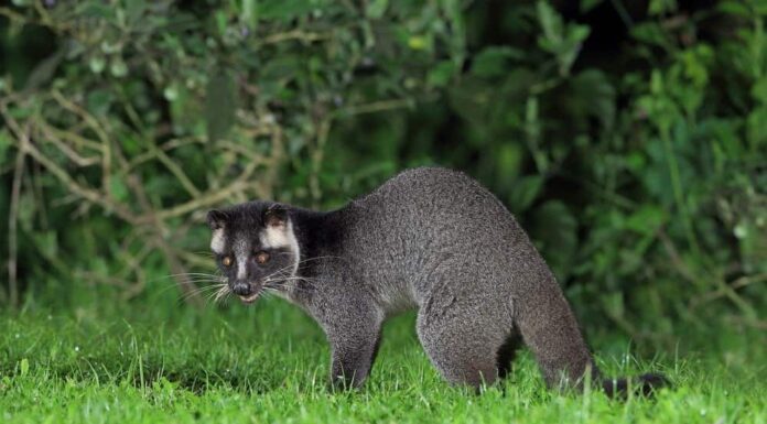 Civetta delle palme mascherata
