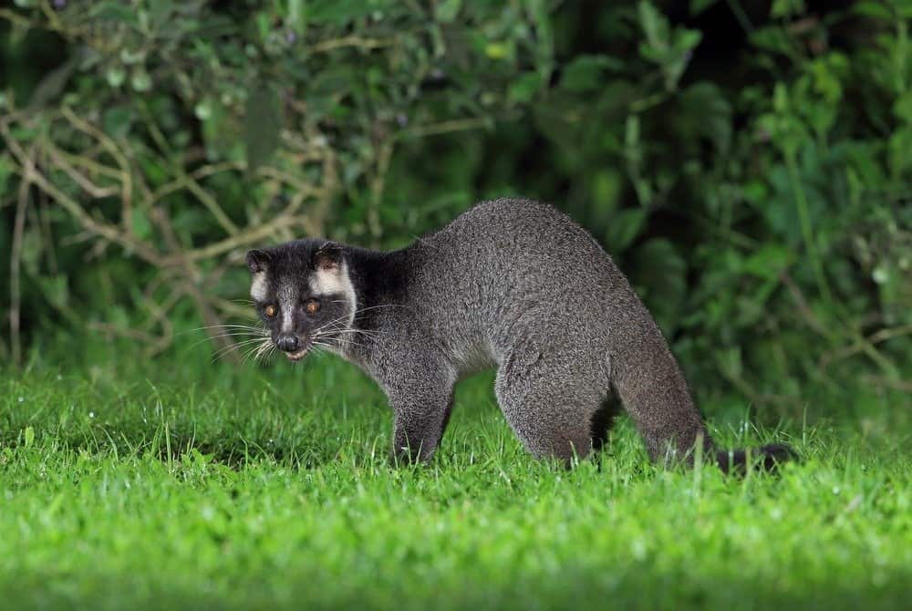 Civetta delle palme mascherata