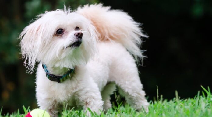 a Maltipoo running down the road