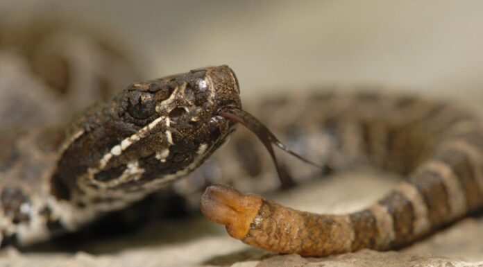 Massasauga on a rock