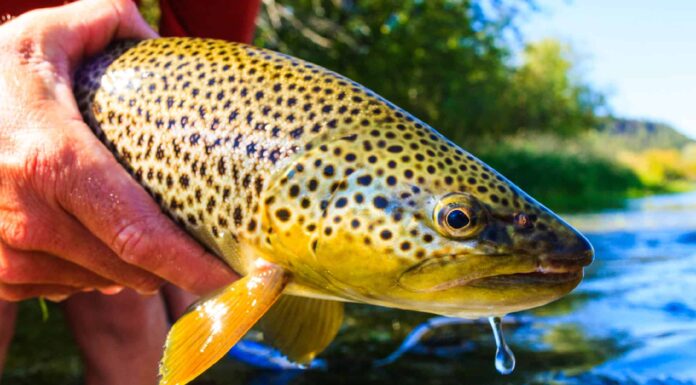 Brown Trout