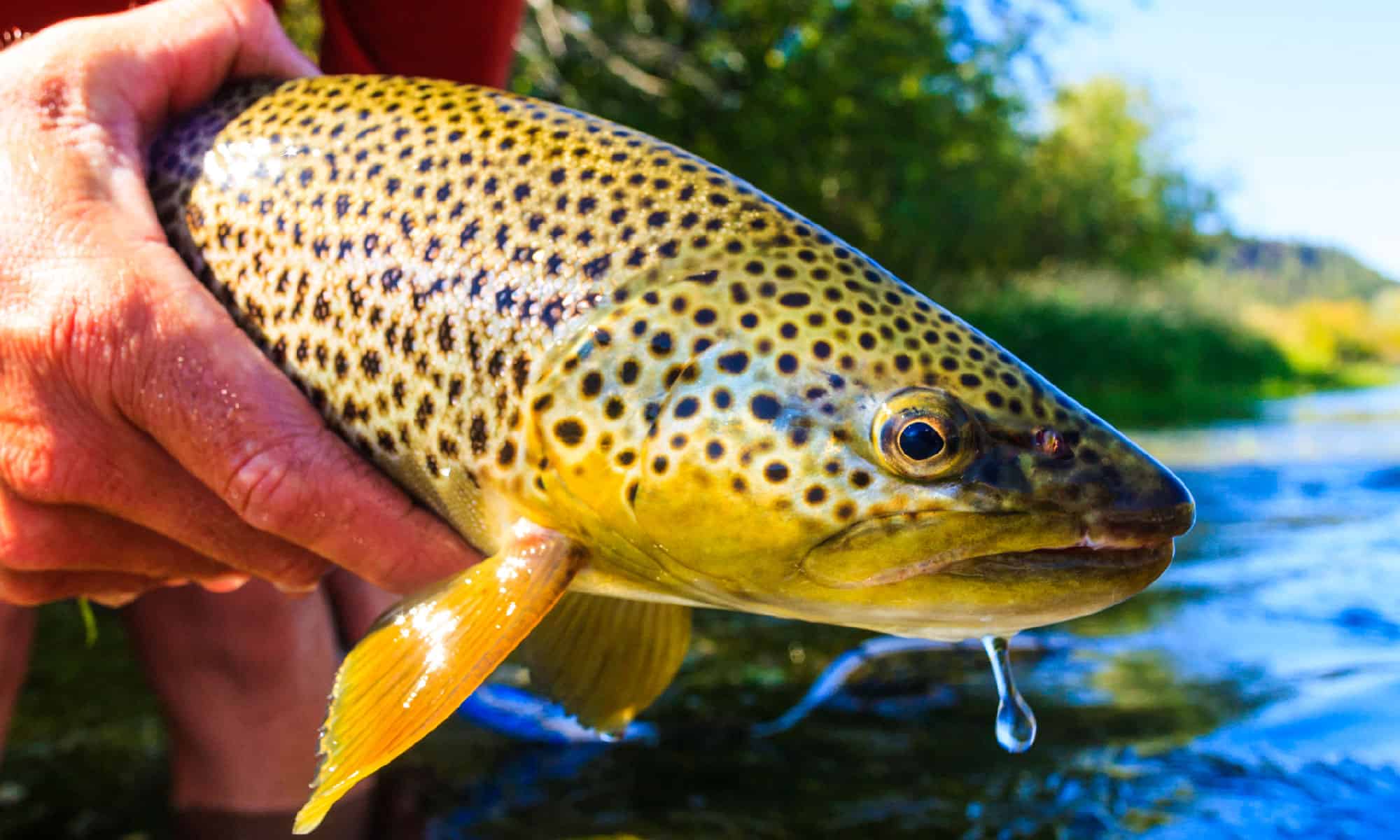 Brown Trout