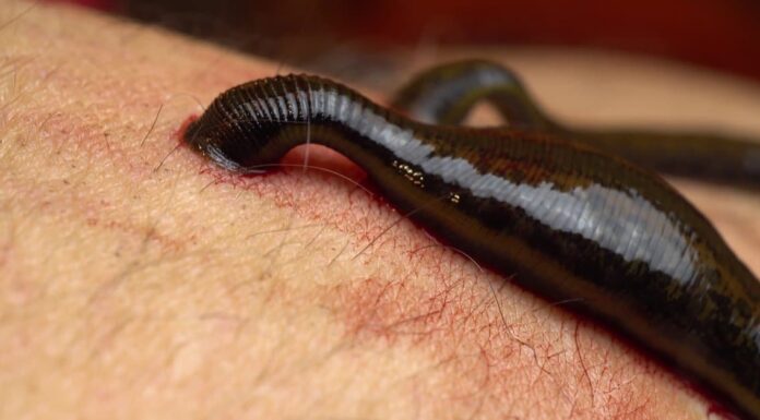 Le sanguisughe in Texas: quali tipi vivono in Texas e quando sono attivi
