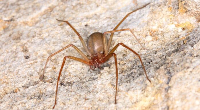 Most Dangerous Spiders