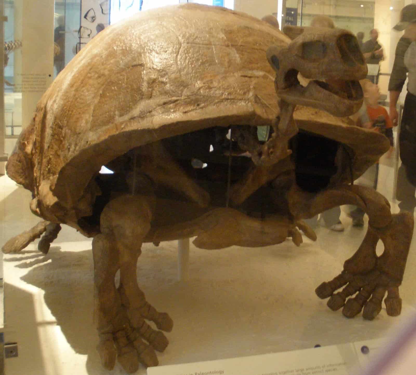 Megalochelys