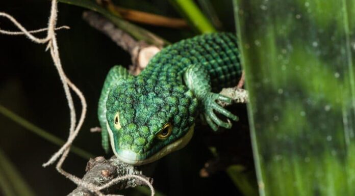 Lucertola di alligatore messicano
