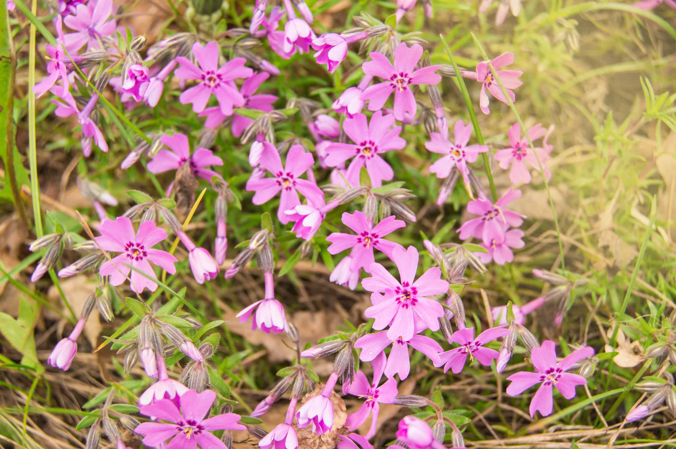 5 fiori perenni rosa