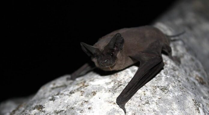 Pipistrello messicano dalla coda libera
