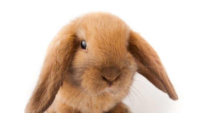 Mini Lop
