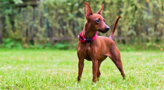 Pinscher in miniatura
