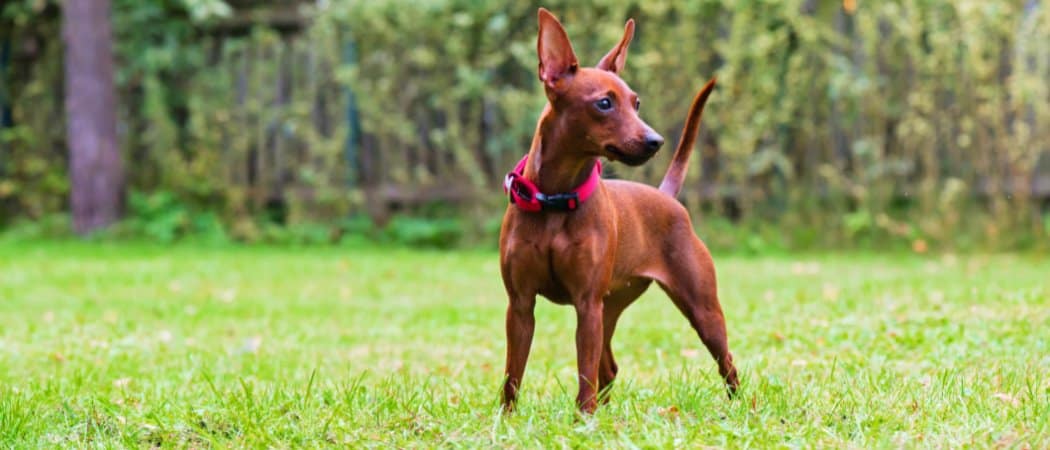 Pinscher in miniatura