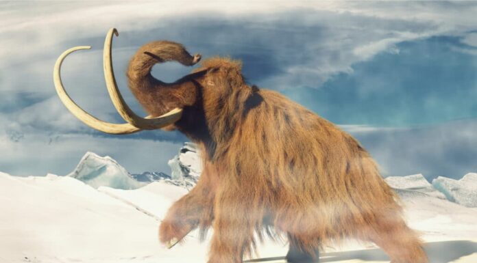 Scopri 8 animali estinti che vivevano in Minnesota
