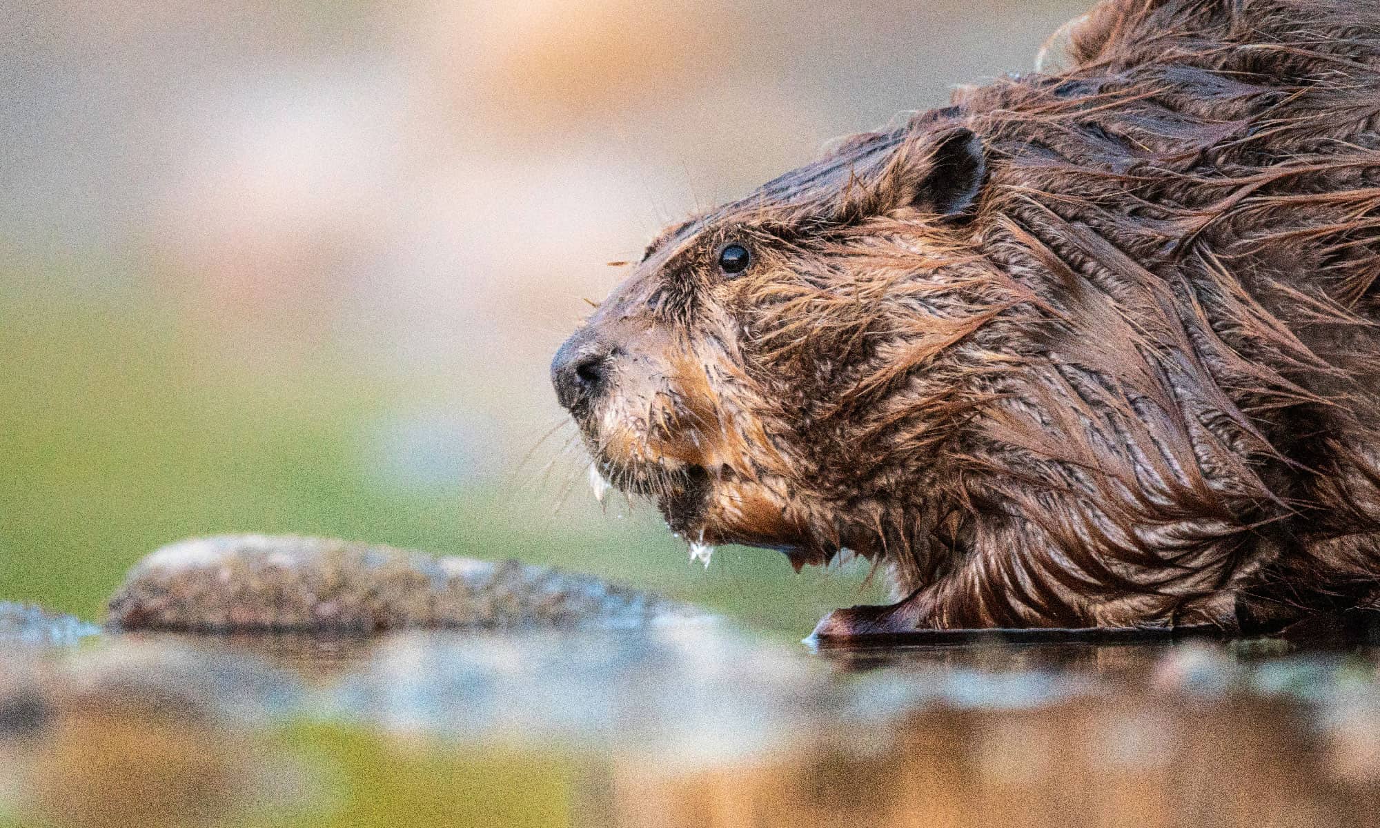 Beaver Poop: tutto ciò che avresti sempre voluto sapere