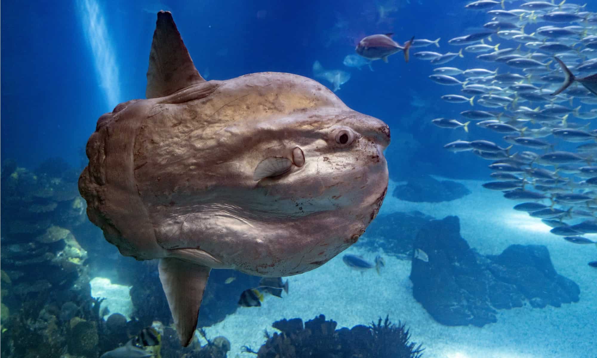 Mola mola (pesce luna oceanico)