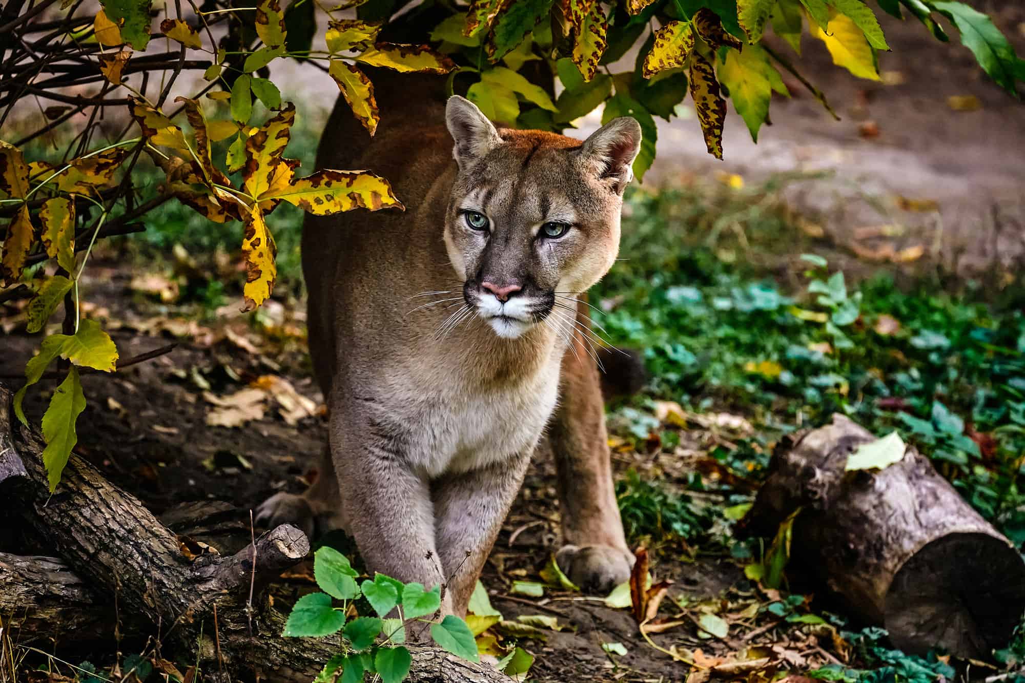 Cougar Poop: tutto ciò che avresti sempre voluto sapere