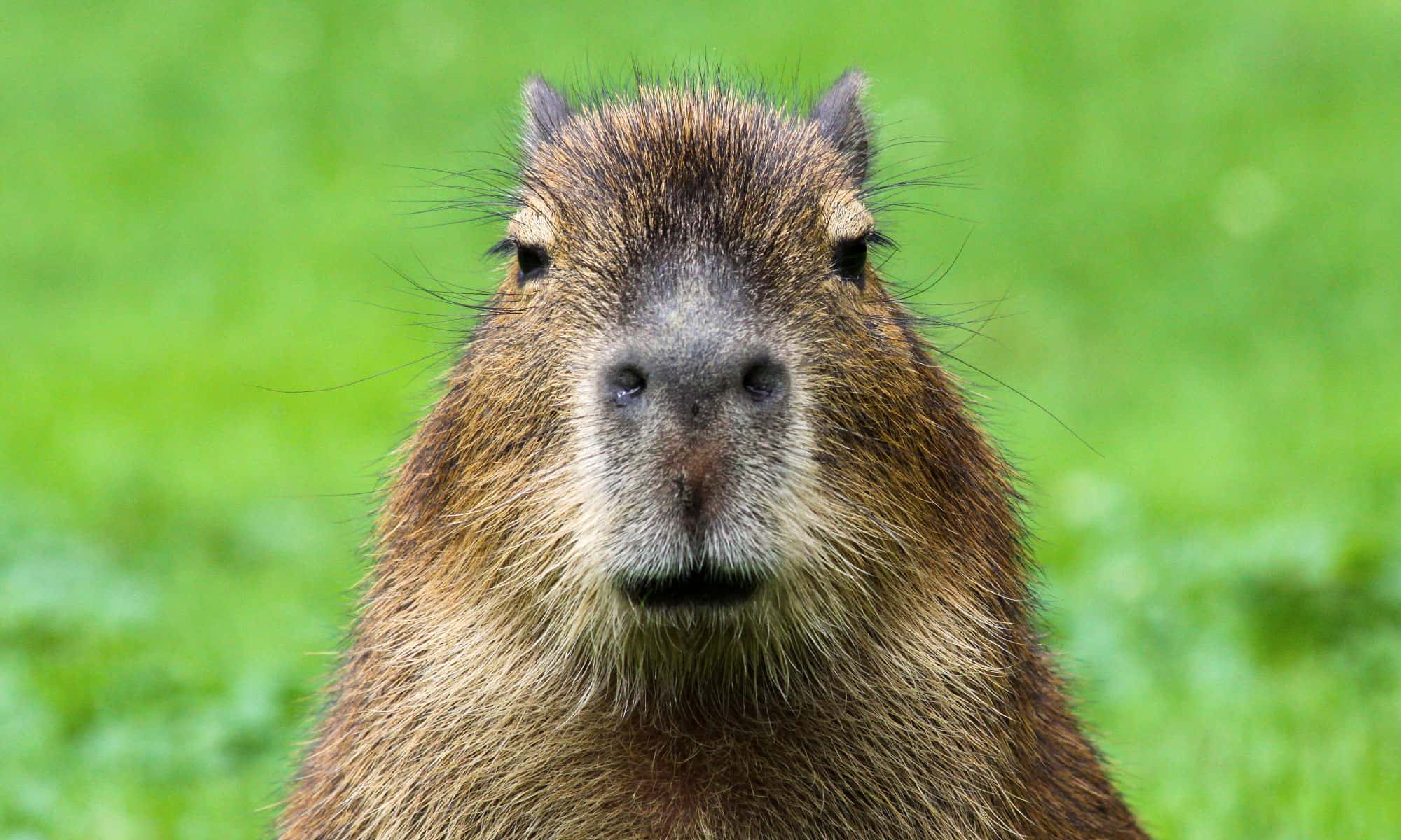 Capibara Poop: tutto ciò che avresti sempre voluto sapere