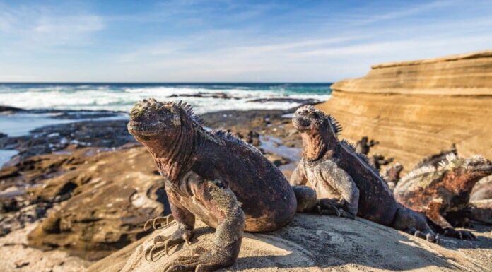 Iguana Poop: tutto ciò che avresti sempre voluto sapere

