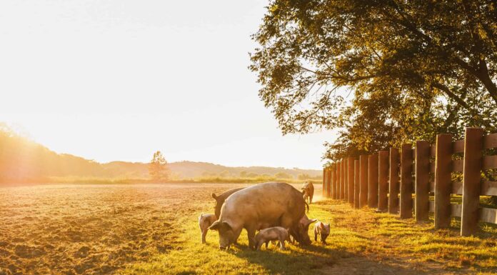 Pig Poop: tutto ciò che avresti sempre voluto sapere

