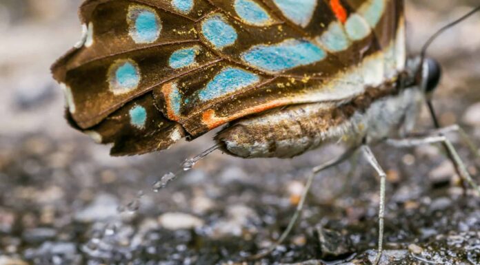 Cacca di farfalle: tutto ciò che avresti sempre voluto sapere
