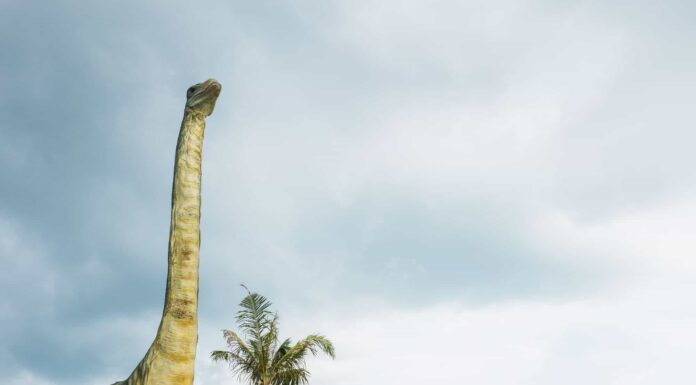 3 animali che potrebbero essere stati più grandi delle balene blu
