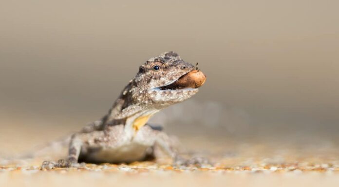 Animals that fly &ndash; flying frog