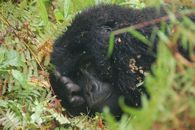 Gorilla di montagna