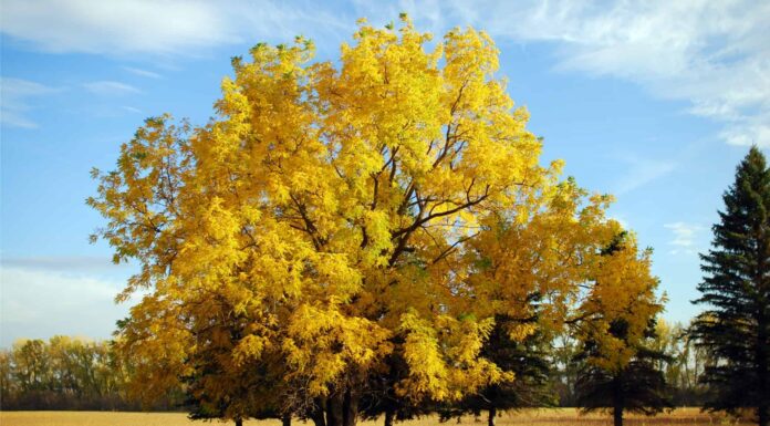 English Walnut vs Black Walnut