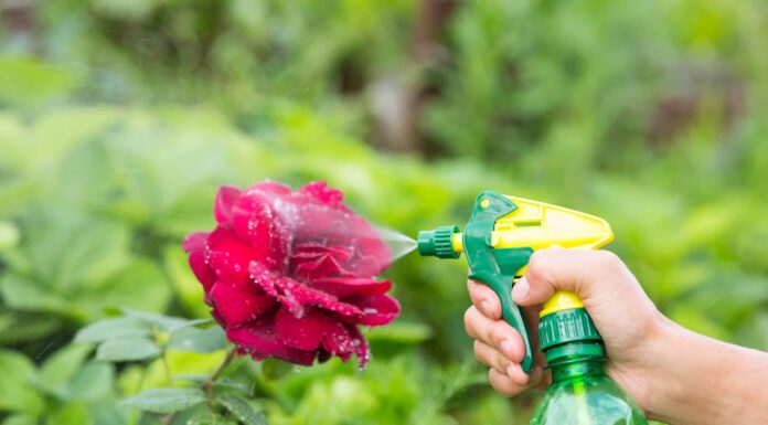Rose in Texas: 6 rose perfette per i giardini
