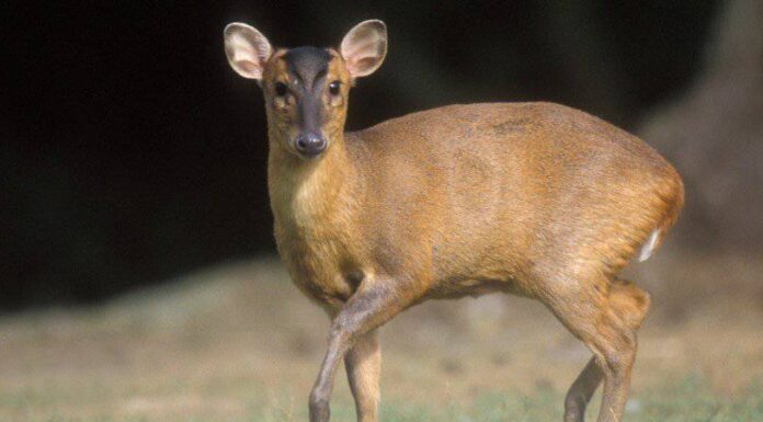 Muntjac
