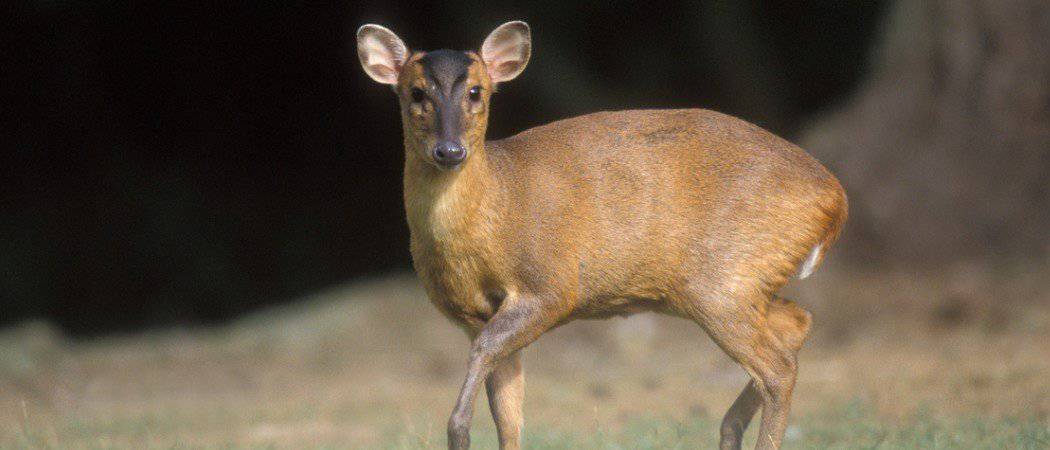 Muntjac