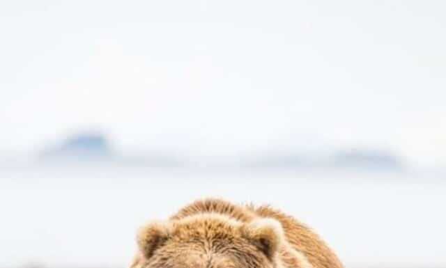 Scopri 5 tipi estinti di orsi!
