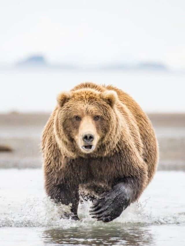 Scopri 5 tipi estinti di orsi!