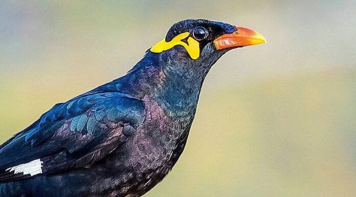 Myna Bird
