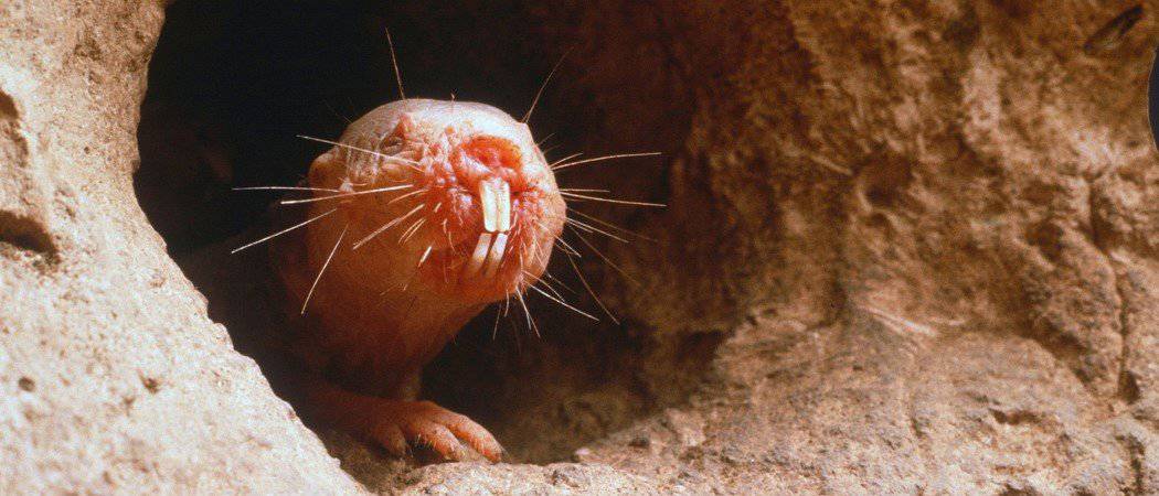 Ratto talpa nudo