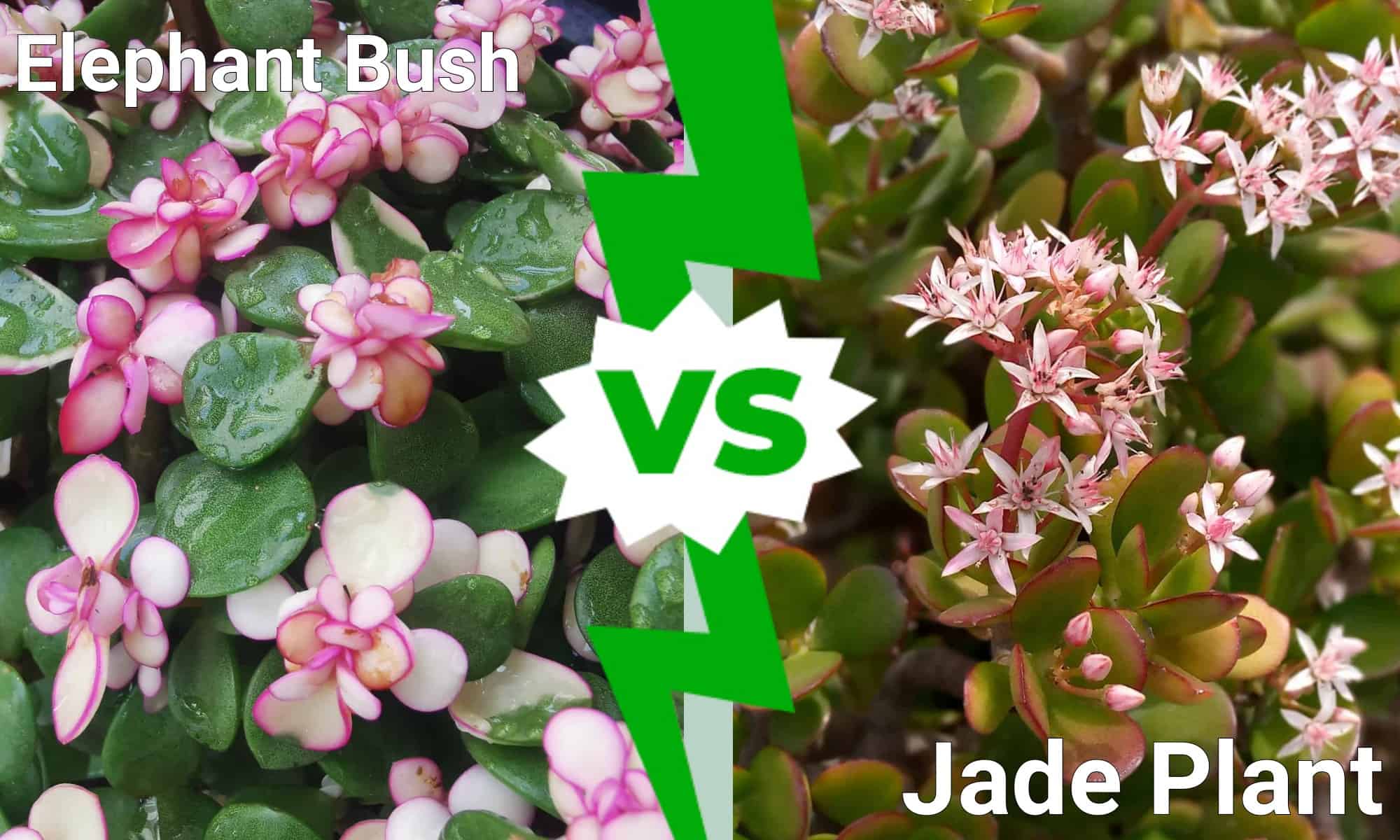 Elephant Bush vs Jade Plant: quali sono le differenze?