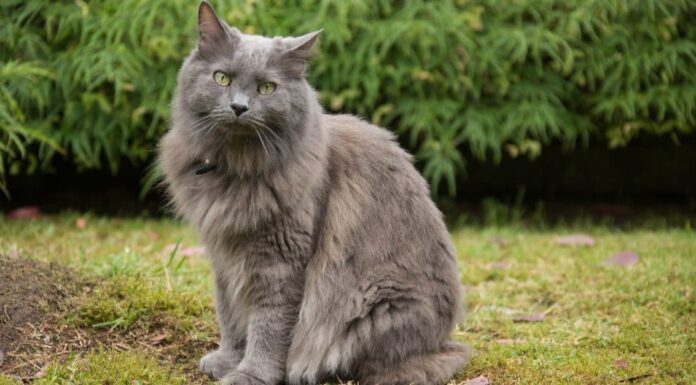 Nebelung
