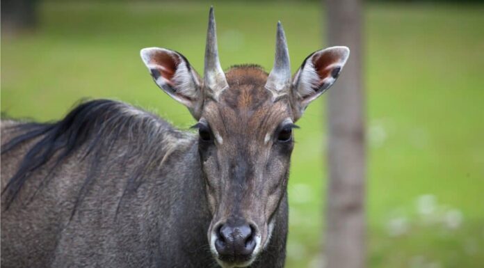 Nilgai

