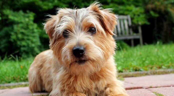 Norfolk terrier
