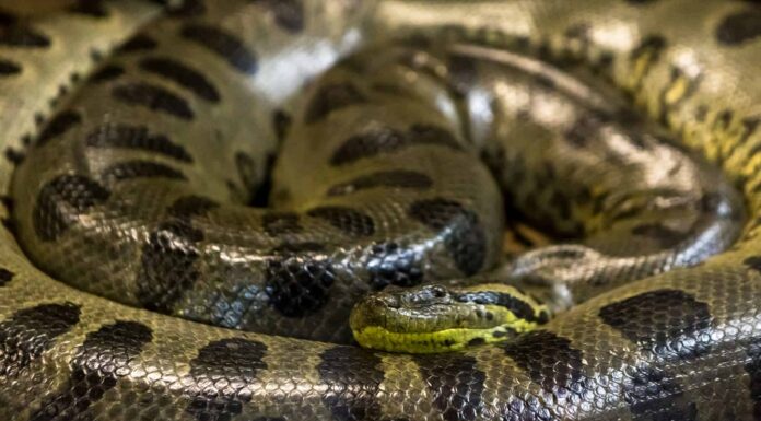 4 serpenti che possono mangiare un essere umano
