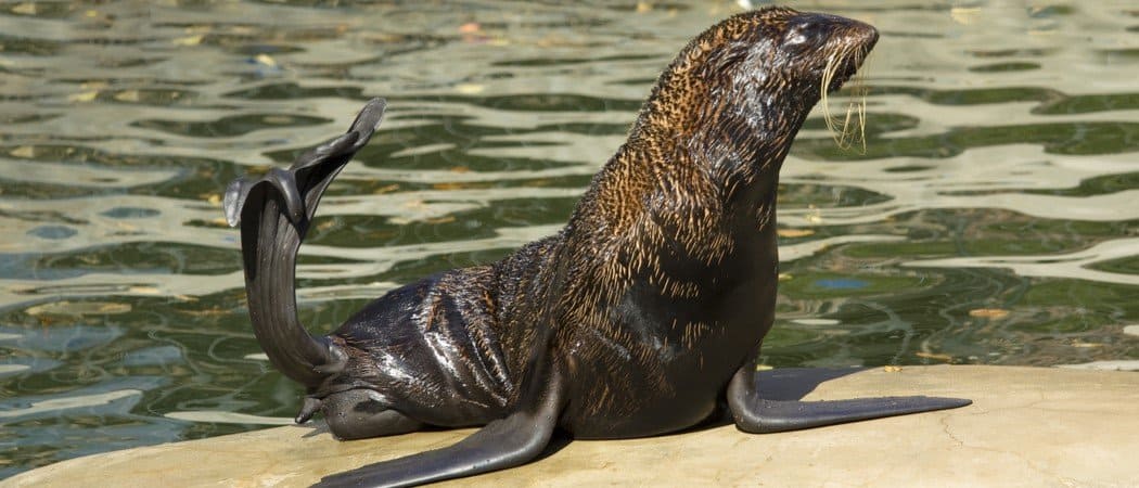 Sigillo di pelliccia del Nord