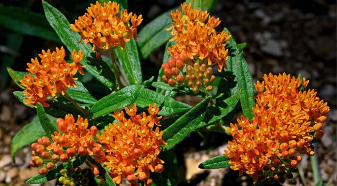 Butterfly Weed vs Milkweed