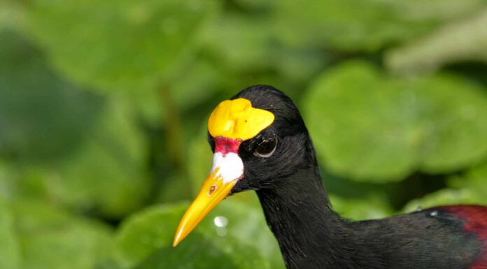 Jacana settentrionale
