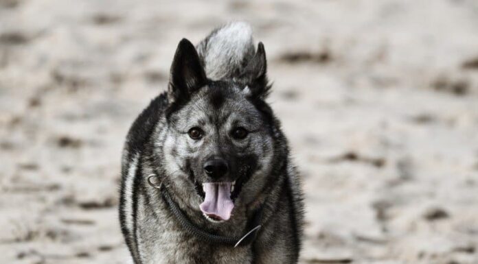 Elkhound norvegese
