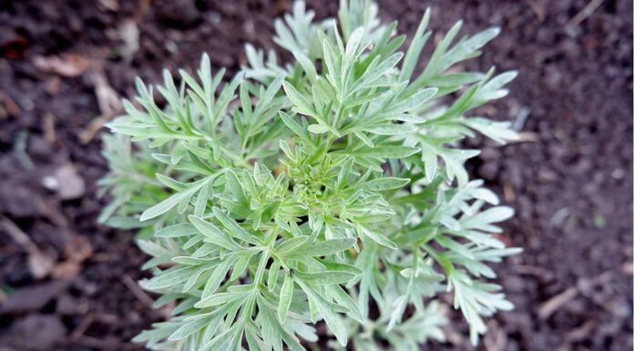Mugwort vs Wormwood