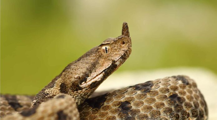Vipera dalle corna nasali
