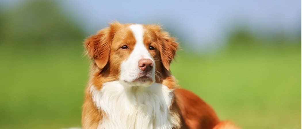 Nova Scotia Duck Tolling Retriever