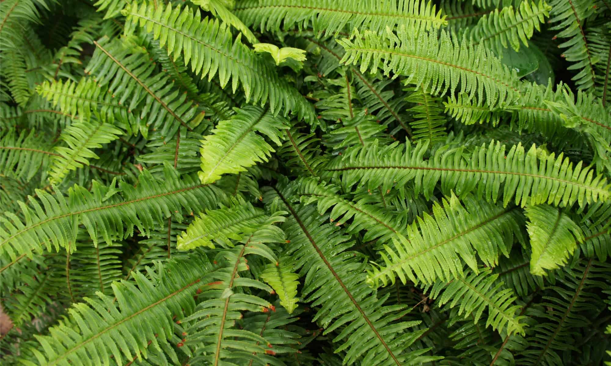 Kimberly Queen Fern vs Boston Fern