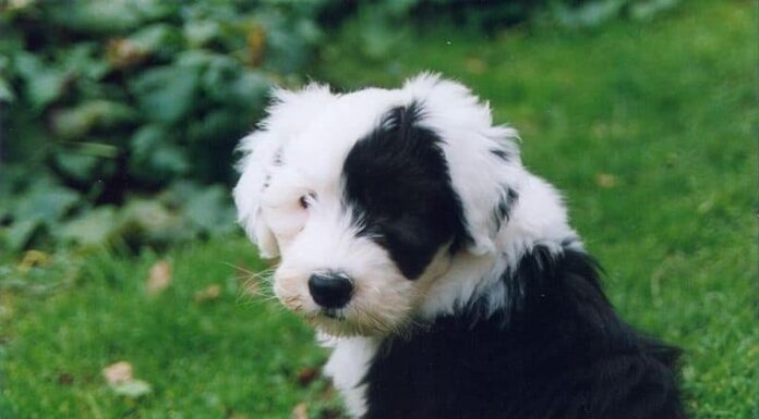 Cane da pastore inglese antico
